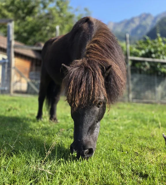 Tierische Vielfalt am Hof