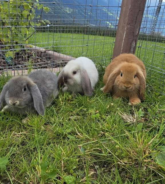 Echtes Hofleben