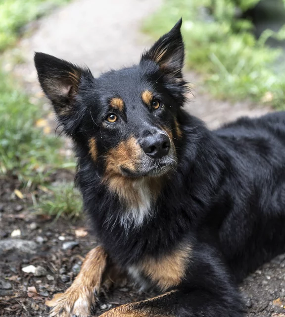 Urlaub mit Hund am Vertignerhof